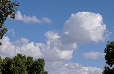 Low angle view of tree against sky