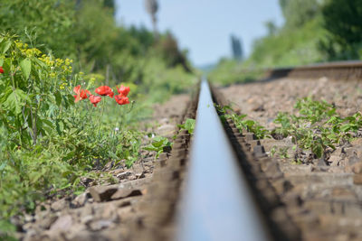 Close-up of railroad track amidst plants on field