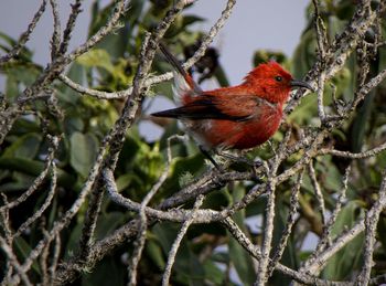 Close-up of bird perching on branch