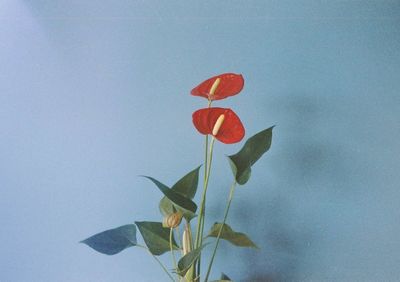 Close-up of red flower against blue sky