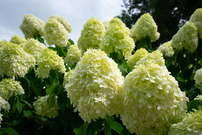 Close-up of white flowering plants