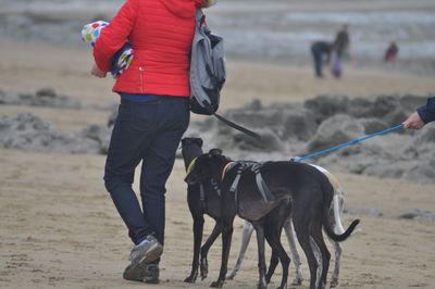 Rear view of man with dog on beach