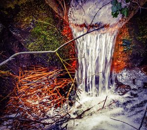 Stream flowing through forest