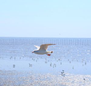 Seagulls flying over sea against clear sky