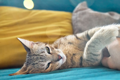 Little cute tabby cat liying on blue sofa with yellow pillow and playing with woman's hand.