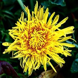 Close-up of yellow flower