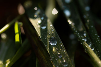 Close-up of wet plant leaves during rainy season