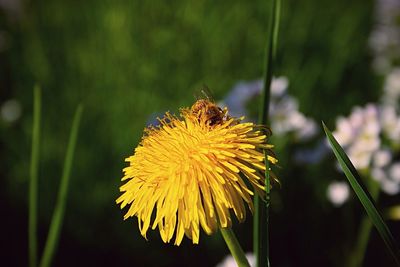 Close-up of yellow dandelion