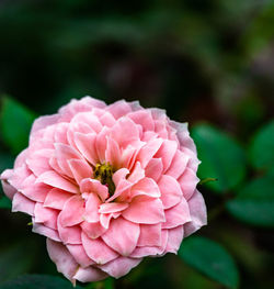 Close-up of pink flower in park