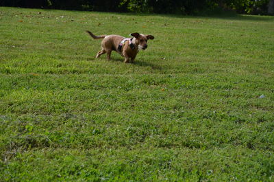 View of a dog running on grassy field