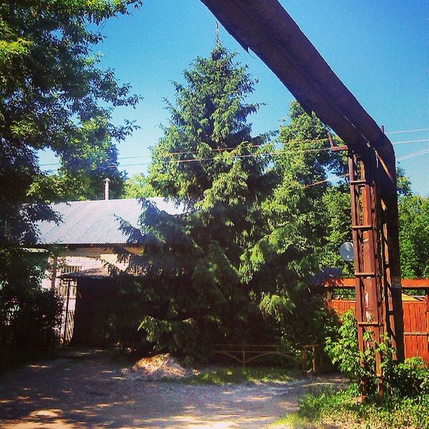 built structure, architecture, tree, building exterior, house, growth, plant, residential structure, clear sky, sky, sunlight, day, green color, old, wood - material, water, abandoned, no people, outdoors, nature