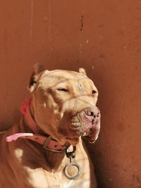 Close-up of a dog looking away