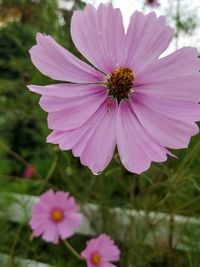 Close-up of cosmos blooming outdoors