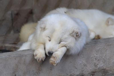 Close-up of cat sleeping outdoors