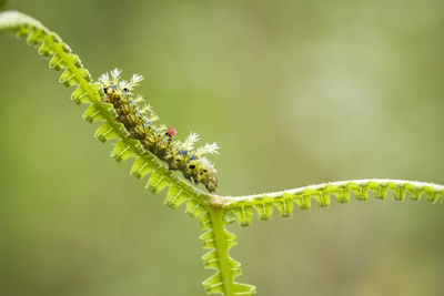 Close-up of insect on plant