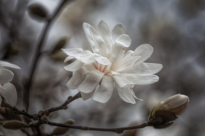 Magnolia flower