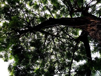 Low angle view of trees against sky