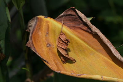 Close-up of leaves