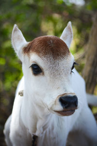 Beautiful little calf at dairy farm. newborn baby cow