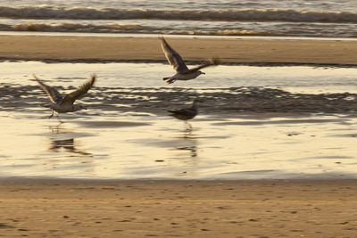 Seagull flying over beach