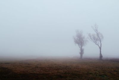 Trees on field against sky during foggy weather