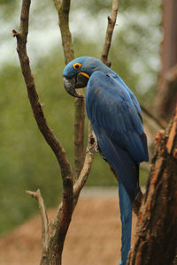 Close-up of bird perching on branch