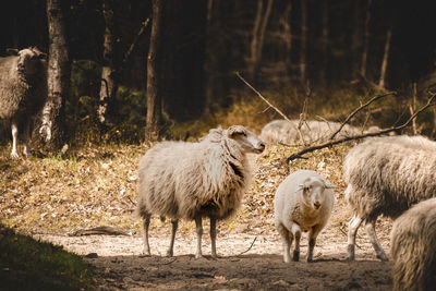 Sheep on field