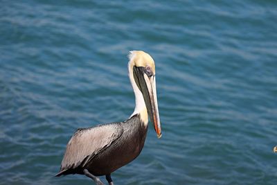 Close-up of bird