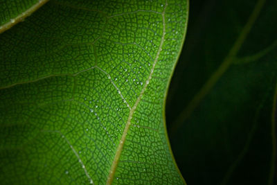 Close-up of green leaves