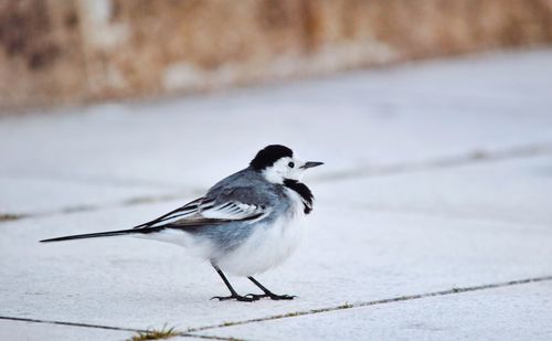 Close-up of bird perching on footpath