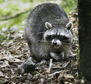 Close-up portrait of animal on land