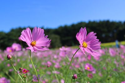 Close-up of pink cosmos flower on field