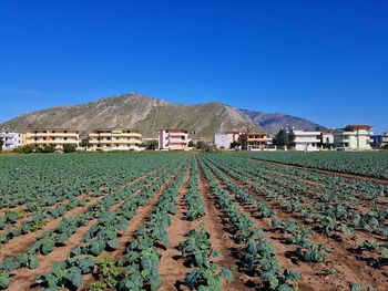 Scenic view of field against clear blue sky