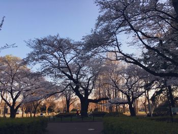 Trees in park