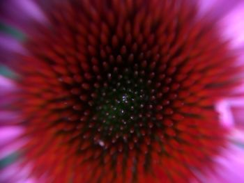Macro shot of pink flower