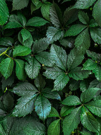 Background of green juicy wild grape leaves