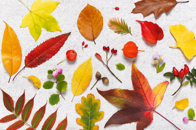 Close-up of autumn leaves on wall