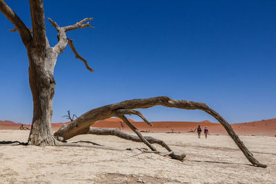 Dead trees on desert against clear blue sky