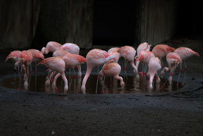Flamingos drinking water while standing in pond