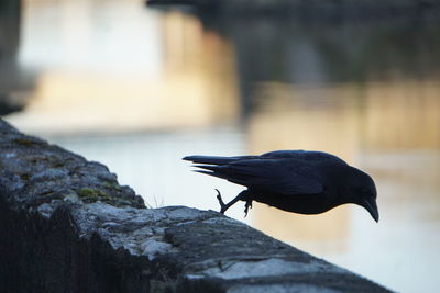 Close-up of bird perching on rock