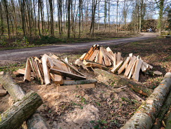 Stack of logs on field in forest