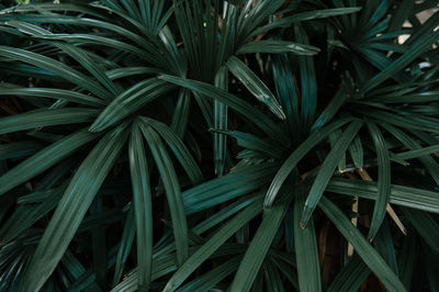 Close-up nature view of green leaf background and palm trees