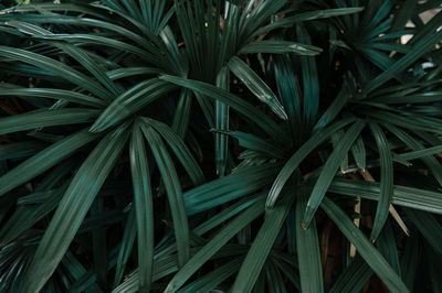 Close-up nature view of green leaf background and palm trees