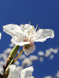 Close-up of white flowering plant against sky