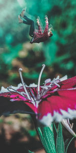 Close-up of red flowering plant