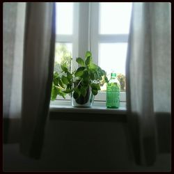 Close-up of potted plant on window sill