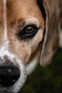 Close-up portrait of a dog