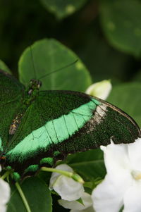 Close-up of butterfly on leaf