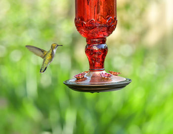 Tiny hummingbird at the feeder