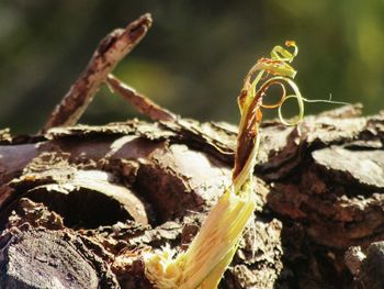 Close-up of lizard on plant